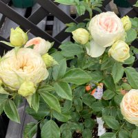 Ｕ (@uusecond) 's Twitter Profile Photo