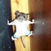 WackyRat (@josefinomartne2) Twitter profile photo WackyRat (@josefinomartne2) Twitter profile photo