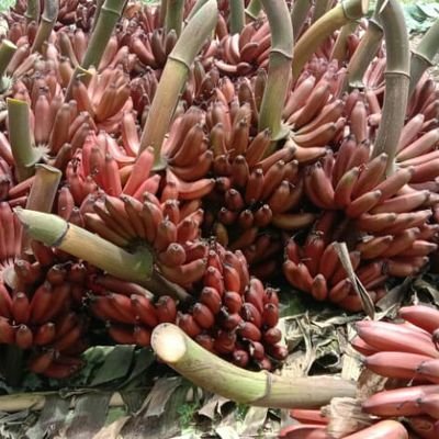 shanmug60905761's profile picture. 