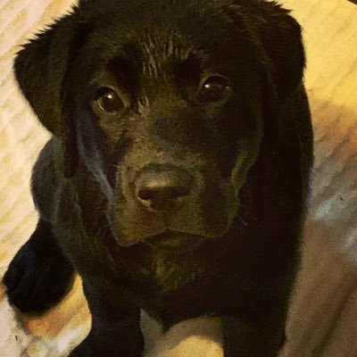 Hi, I'm George! I'm a black lab puppy who enjoys chewing things, eating all my kibble in 45-seconds, chewing things, and thinking deep thoughts on life.