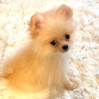 ポメのモアナ (@moana_pome) 's Twitter Profile Photo ポメのモアナ (@moana_pome) 's Twitter Profile Photo