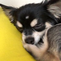 susi (@piromu13) 's Twitter Profile
