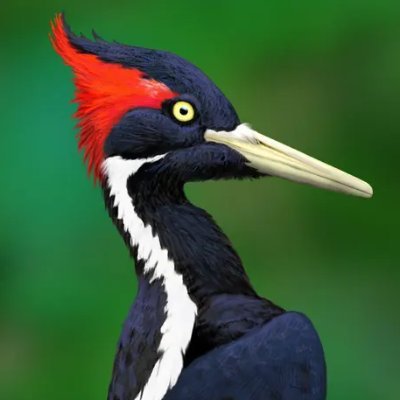 Documenting all the best ivory-billed woodpecker discourse.