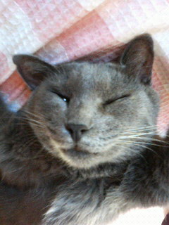 salutnana's profile picture. cafeSAISONやっております。