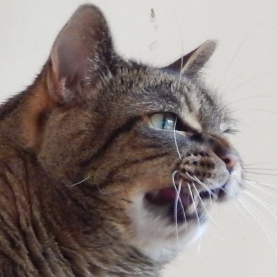 Batさんのプロフィール画像