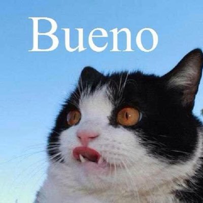 Angstspork's profile picture. Oy.