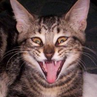 Countess Prax Tarot 🦂 🐾🐾 (@countessprax) 's Twitter Profile Photo Countess Prax Tarot 🦂 🐾🐾 (@countessprax) 's Twitter Profile Photo
