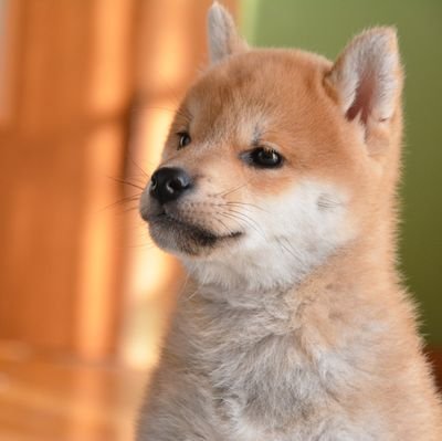 香川県在住の地元が大好きな人です。地域を良くし、輪を広めましょう😊
⚠️私の「いいね」「リツイート」は必ずしも賛同を表すものではありません。
#観音寺市政 ＃観音寺市 #観音寺市議会議員 #香川県政 ＃香川県 #香川県議会議員