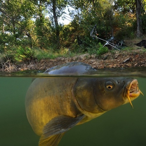 Keep your carp news all in one place with us.  If you know of a site we should include give us a yell.