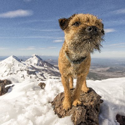 Mossy the Border Terrier. Mayhem is life. Skiing, hiking, backpacking, agility, general mayhem. 🐾⛷🏔 IG: mossy.mayhem