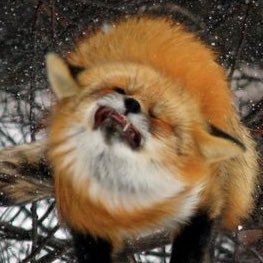 Matthewfox22's profile picture. 18 / This account is made as meme account/irl account. ⚠️Memes May be offensive⚠️