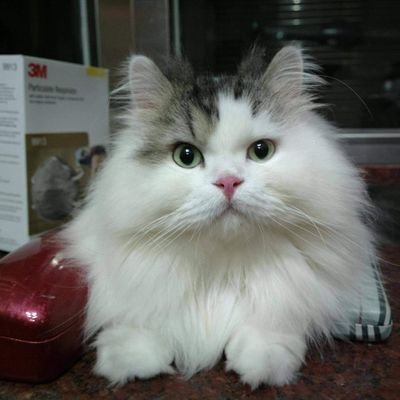 Doraemon54088's profile picture. 