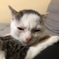 Cats that are literally me(@literallymecats) 's Twitter Profile Photo
