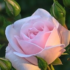 @ShahzadDervi