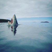 Shark(@bigsmile_shark) 's Twitter Profile Photo