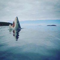 Shark (@bigsmile_shark) 's Twitter Profile