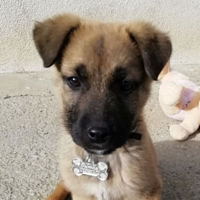 SucturSiddet's profile picture. Hayvan hakları için savaşıyoruz...