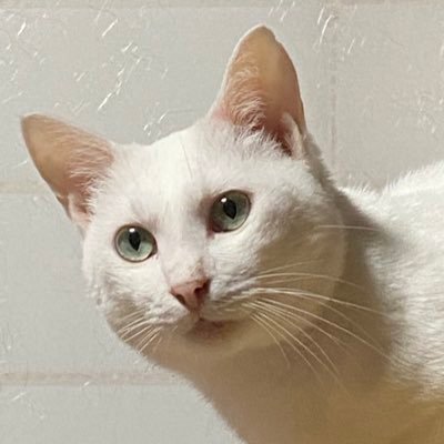 aEFsxE0WTv7TMbo's profile picture. 