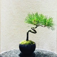 UmeBon_bonsai (@umebon2525) 's Twitter Profile
