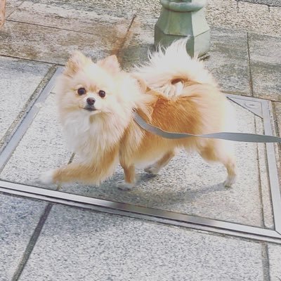 mon_umpp's profile picture. apex始めました🍂🧄🍣🍖👾 ヴァルキリー スピファ　r301/ apex一緒にしてくれる人がほしくて始めたアカウントです🐇🇻🇳🙆‍♂️👾🐥🍖