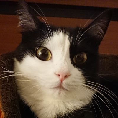 2020年9月、我が家の軽トラに野良猫が赤ちゃんを産みました。
保護した子猫、はる(アシンメトリーなツンデレ萌え袖女子)の記録です。
3歳になりましたが、子猫の時期の写真もアップしていきたいと思います。
#萌え袖猫の会
もよろしくお願いします✨
