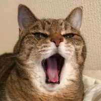 モカ(23歳) (@catmocha200116) 's Twitter Profile