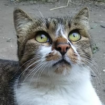 2022.6.23より愛猫が迷子です。どんな些細な情報でも構いません。情報をお寄せいただければ幸いです。