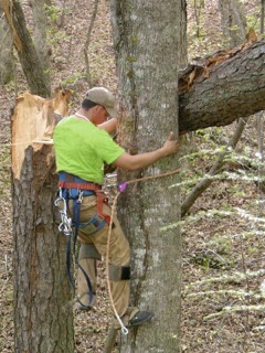 katytreeservice's profile picture. Professional tree service in Katy, Texas. We offer free estimates with tree removal, tree trimming and tree care services!
