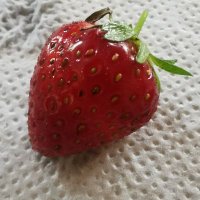 fraise des bois(@labeldu64) 's Twitter Profileg