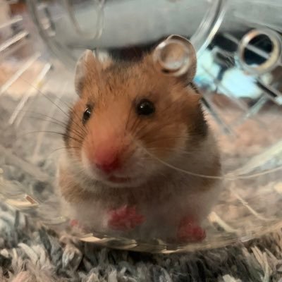 Just a normal married dude who wants to keep his account anonymous on Twitter. American in Japan. Yes, that’s my hamster! 日本語/英語 OK