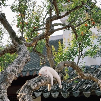 霄 on Twitter: "@LydiaYa11326348 @hims_8910 @HuXijin_GT 还有你知道亚述营咋来的？国内百科