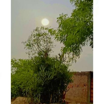 kritika242's profile picture. 