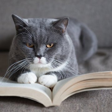 Catsbooksforyou Profile Picture