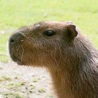 RSpitaels's profile picture. I'm 14, don't like furry's, lgtbq, Ukraine,...🚫.
What i like: capybara's, anime/manga, food(japanese), u,     
apple juice 🍎, family 👪.