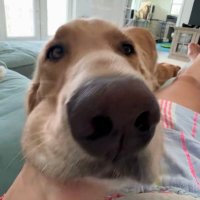 GR schnoops (+stretches) (@grschnoops) 's Twitter Profile
