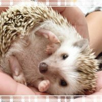 ☮ sue ☮ (@tsubame_ooya) 's Twitter Profile Photo ☮ sue ☮ (@tsubame_ooya) 's Twitter Profile Photo