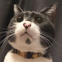 オチョコ (@ryuji_hamaguchi) 's Twitter Profile