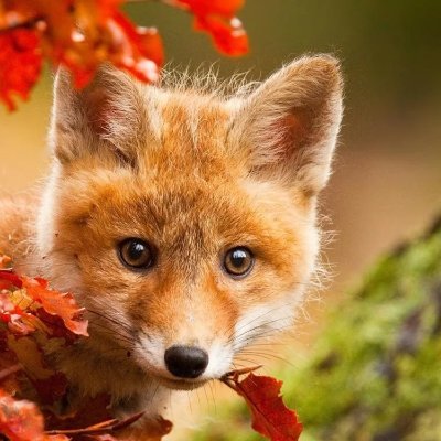 Felly162's profile picture. 