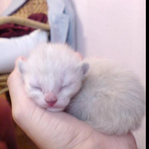 persifore's profile picture. 