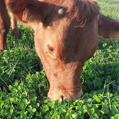 Herboviculteur , Maire de la belle commune de MONTJEAN !!!