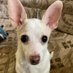 Paco & Maddie and Mom (@onfirerat) Twitter profile photo Paco & Maddie and Mom (@onfirerat) Twitter profile photo