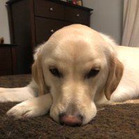 libertarian lady (@ninny1966) 's Twitter Profile