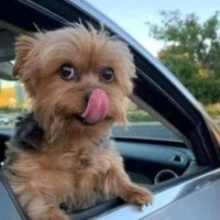 drakenelson12🆇 (@drakenelson12) 's Twitter Profile