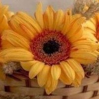 محمد الحربي (@v4cvpxqvaudbgtn) Twitter profile photo