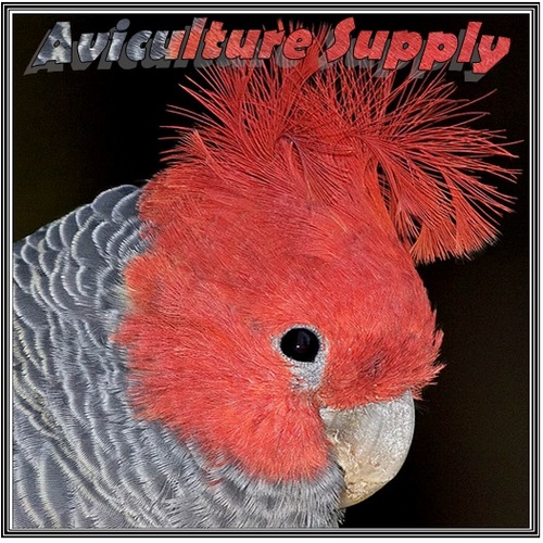 AvicultureSupp's profile picture. 