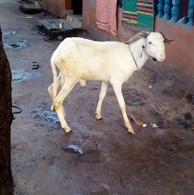 kawsusanneh200's profile picture. 