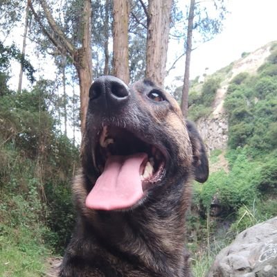 Amante de la naturaleza. Siempre asombrada por la creación. La realidad duele cuando la comprendes. Orgullosamente de mi Nariño ⚘💗 Me encantan los 🐕🐶