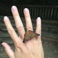 Polly Case (@pollyshepcase) 's Twitter Profile