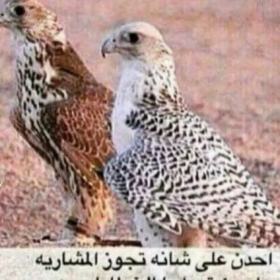 Bnadwan3's profile picture. سبحان الله وبحمده سبحان الله العظيم