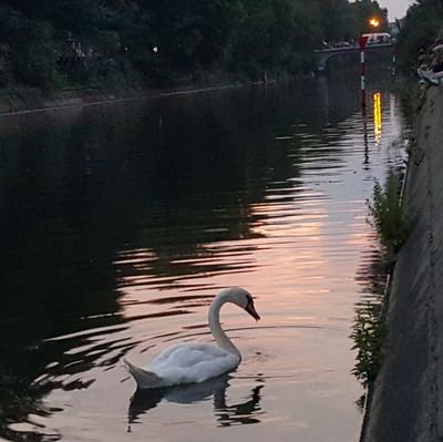 TristanEngels's profile picture. Xberger, Radfahrer, Papa.💚🚲